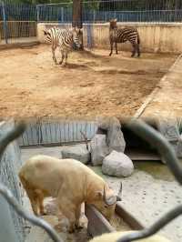 探秘銀川動物園，親子遊必去！