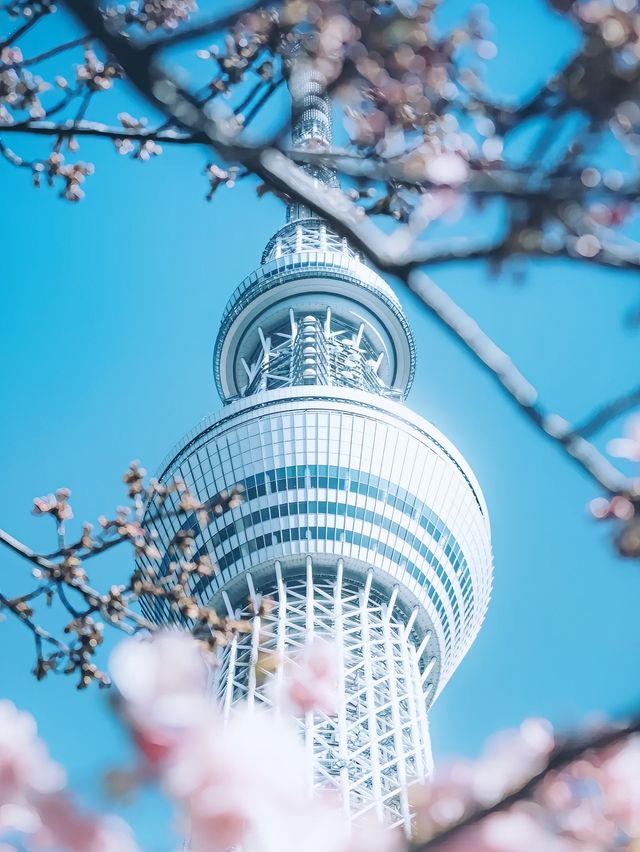 東京晴空塔：世界最高自立式電波塔，美食住宿交通一網打盡