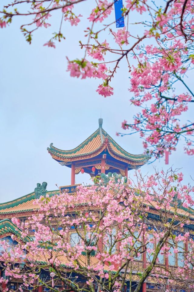 廣州這裡的古風櫻花春日的氛圍太浪漫了