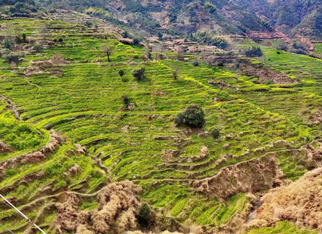 3월에 황령으로 꽃구경 가자, 만무의 유채꽃 바다