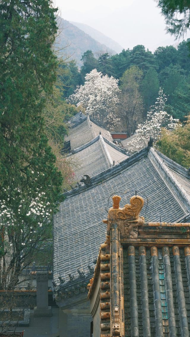 潭柘寺|北京1700年古剎