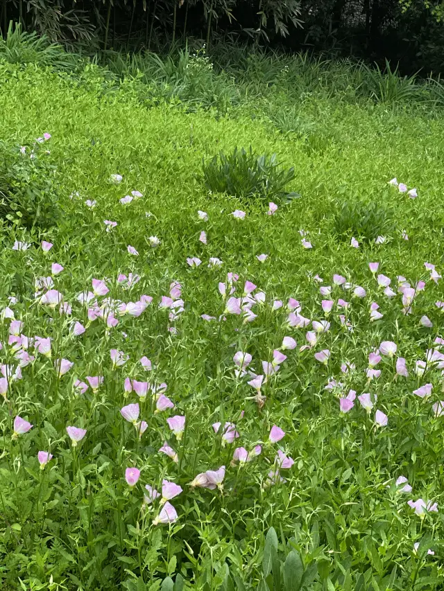 杭州｜最美人間四月天的江洋畈生態公園～