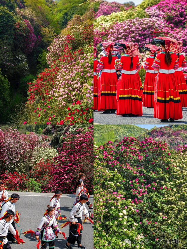 Enchanting Azaleas: 🌺 Exploring Guizhou 