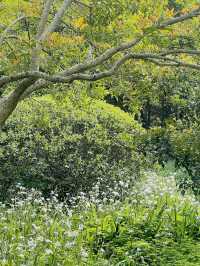 古城公園的春天～錯過的花期與意外的美好