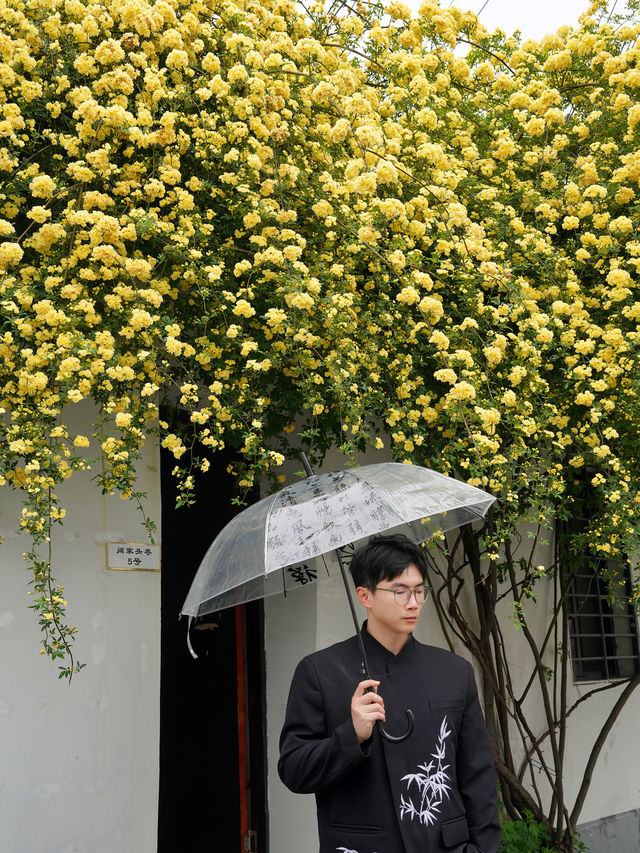 蘇州的黃木香瀑布炸了墜入春日漩渦