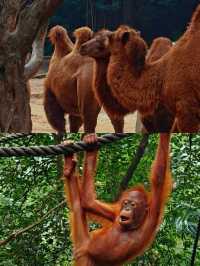 逛完一天的野生動物園後，不必走回頭路