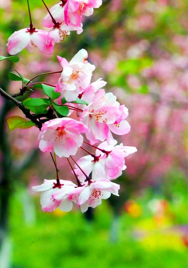 花開正當時！來曲水園赴一場海棠花的盛宴吧