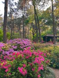 杭州有自己的莫奈花園 漫山杜鵑