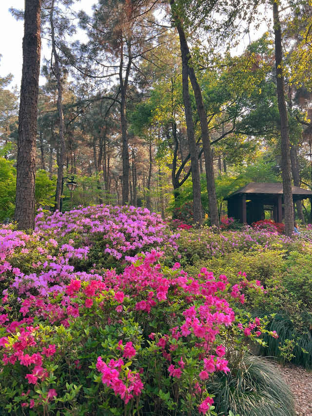 杭州有自己的莫奈花園 漫山杜鵑