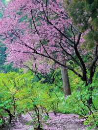 北京春日遊園記 11｜景山公園