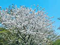 不到三小時就逛完了顧村公園