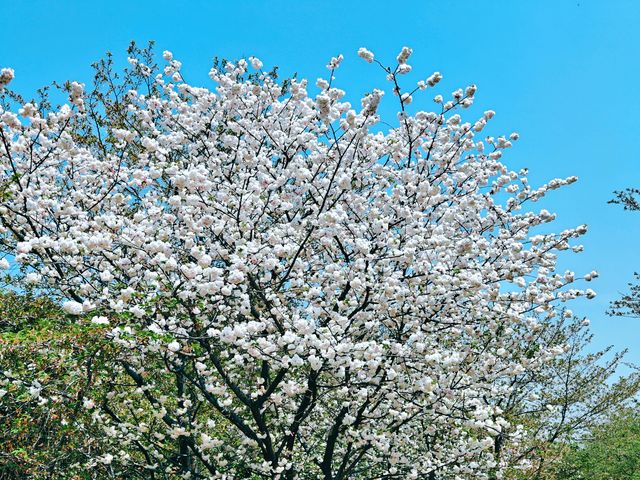 不到三小時就逛完了顧村公園