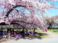 Kagamino Slow Flying Sakura