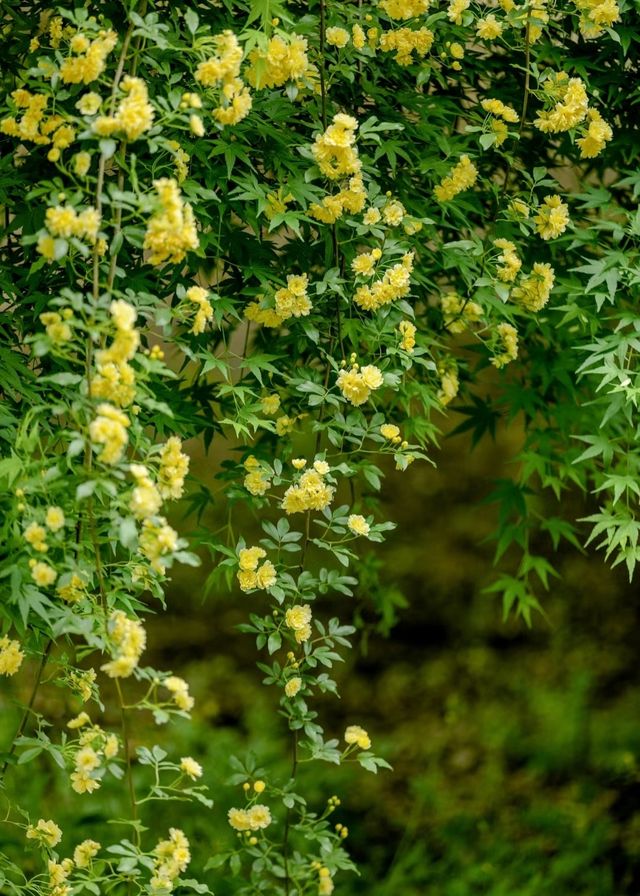 木香花開成瀑布