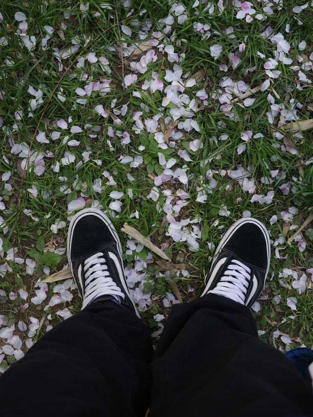 玉淵潭未來一周不要錯過櫻花雨