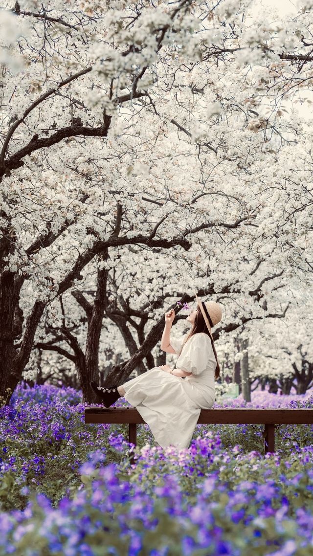 江蘇4月賞花必去三台山梨蘭會美到你不敢想像