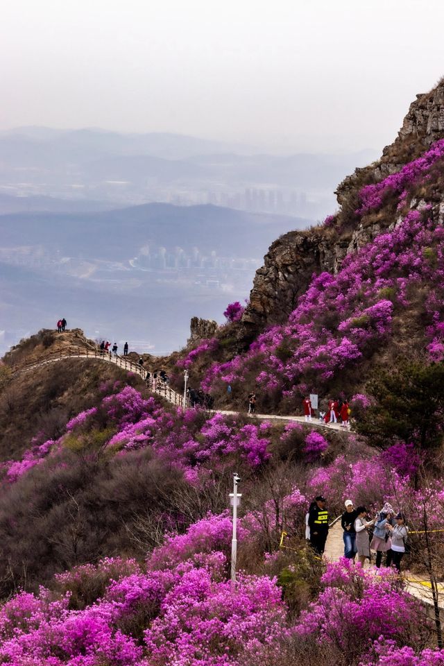 大連 | 杜鵑花雲海