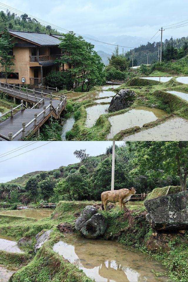 【江西美景】在上堡梯田感受最美田園