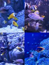成都週末|海洋館看鯨鯊、企鵝、美人魚,種草浩海立方
