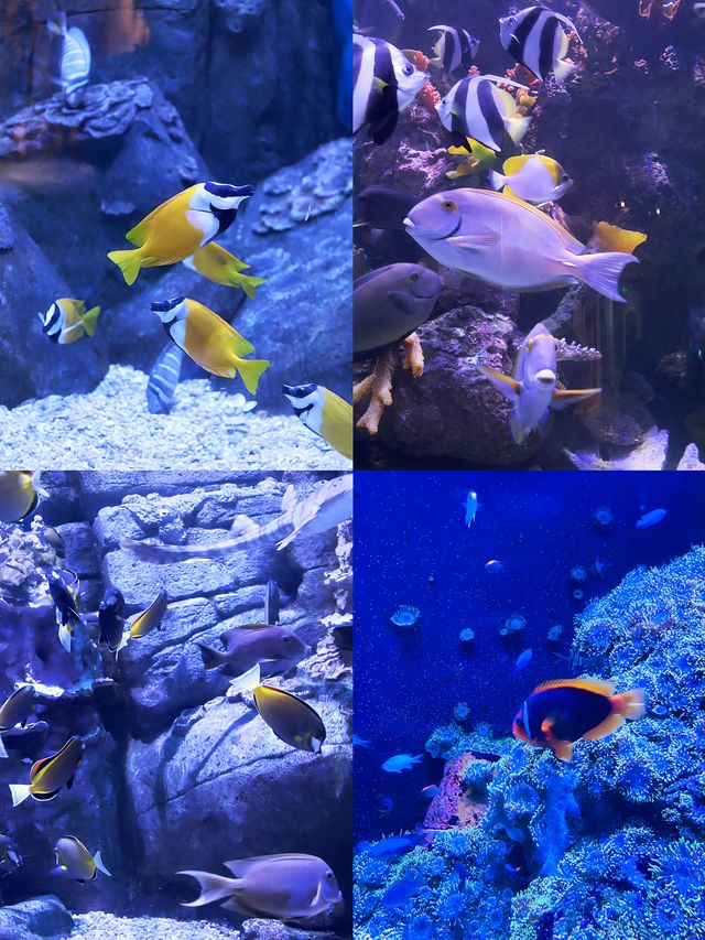 成都週末|海洋館看鯨鯊、企鵝、美人魚,種草浩海立方 成都週末|海洋館看鯨鯊、企鵝、美人魚,種草浩海立方