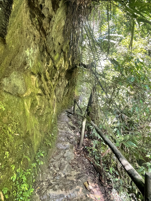 秘境叢林探險～邂逅一場太陽雨