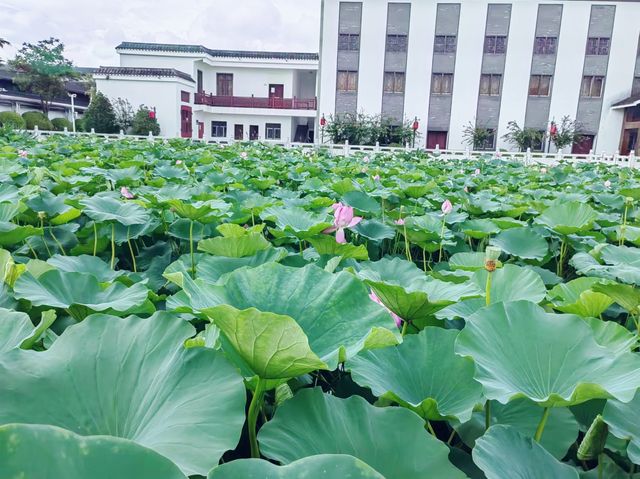 荷花：夏日裡的絕對主角