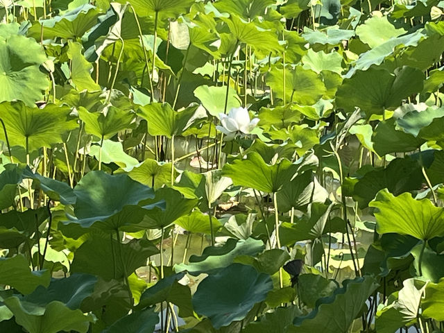 夏日荷花別樣紅，相約在永康香樟公園看荷