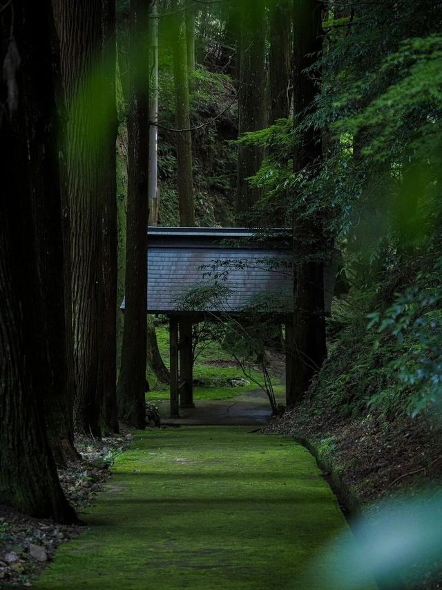 來到苔的世界｜盡情吸氧