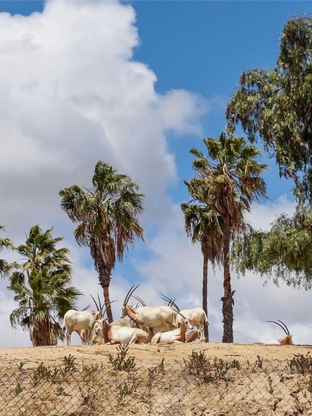 🌟 San Diego's Spectacular Sights: Museums, Zoos & More! 🌊🐬