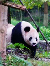 🐼 Chengdu's Top Family-Friendly Attractions 🎠