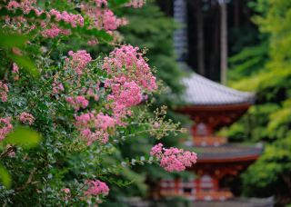 【Kyoto·Gansenji Temple·Crape Myrtle】