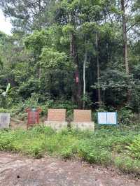 十萬大山森林公園