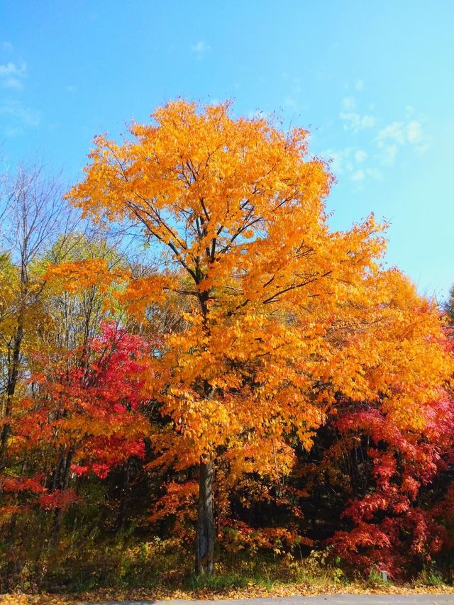 龍灣國家森林公園的最美秋景。