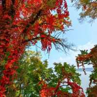 Experience fall season in Fushun Liaoning China 