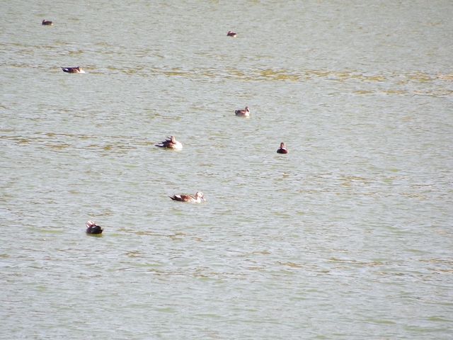 和順古鎮野鴨湖。