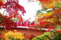 日本新潟彌彦公園：秋日紅葉的夢幻詩篇||日本新潟的彌彦公園，以其秋季的紅葉谷而聞名，當秋風輕拂過。