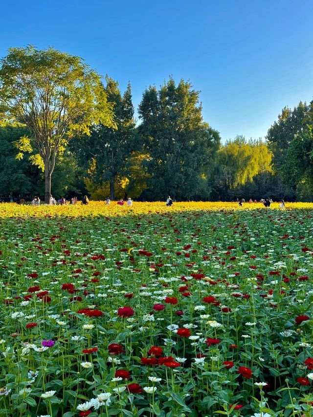 10.11實況！奧森今年的花海真的美得令我落淚。