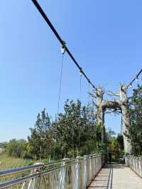 秋日逛公園之西青郊野公園。