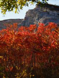 滿山紅遍日照金山紅葉谷太震撼了。