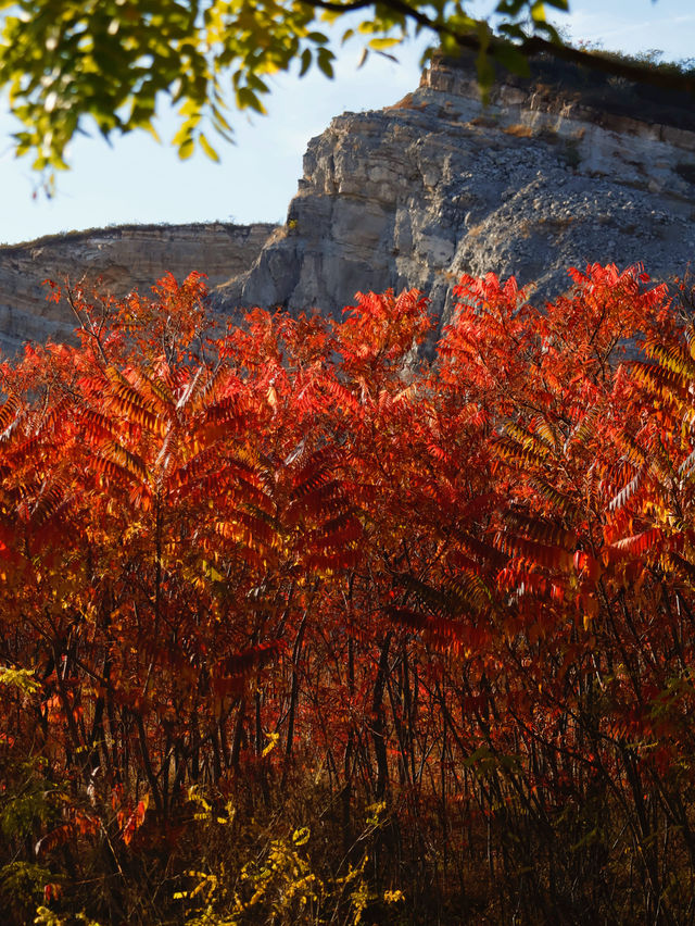滿山紅遍日照金山紅葉谷太震撼了。