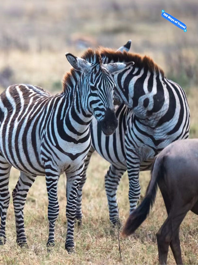 Exploring Serengeti National Park: A Wildlife Wonderland