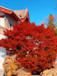 11月5日實況 紫竹院紅葉已全面登場。