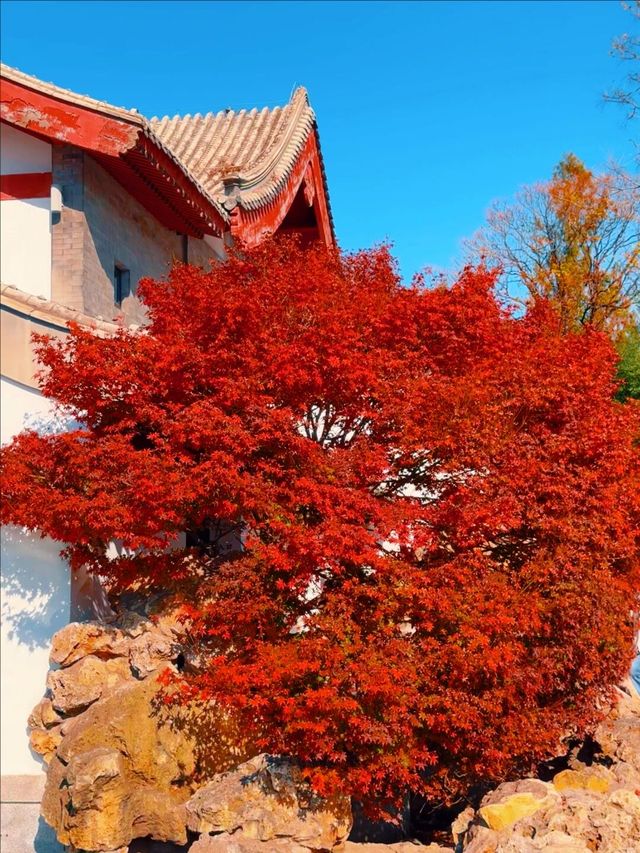 11月5日實況 紫竹院紅葉已全面登場。