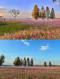 上海1小時千萬別錯過秋日淀山湖粉色花海。