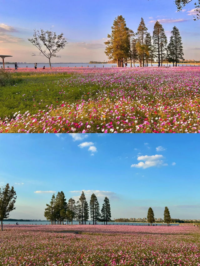 上海1小時千萬別錯過秋日淀山湖粉色花海。