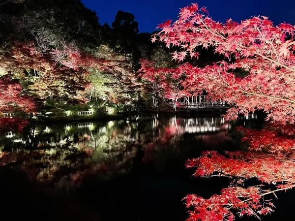 The Scenic Beauty of Nagoya Higashiyama Botanical Garden