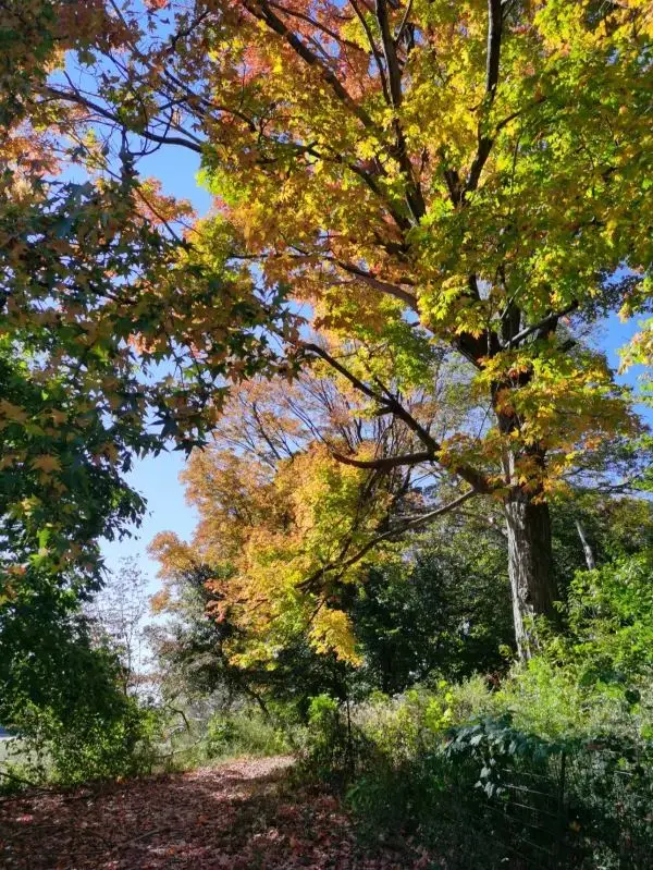 Prospect Park赏秋～绝美