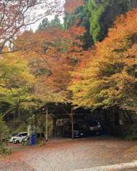 11.24京都高雄紅葉吊橋。京都·高雄