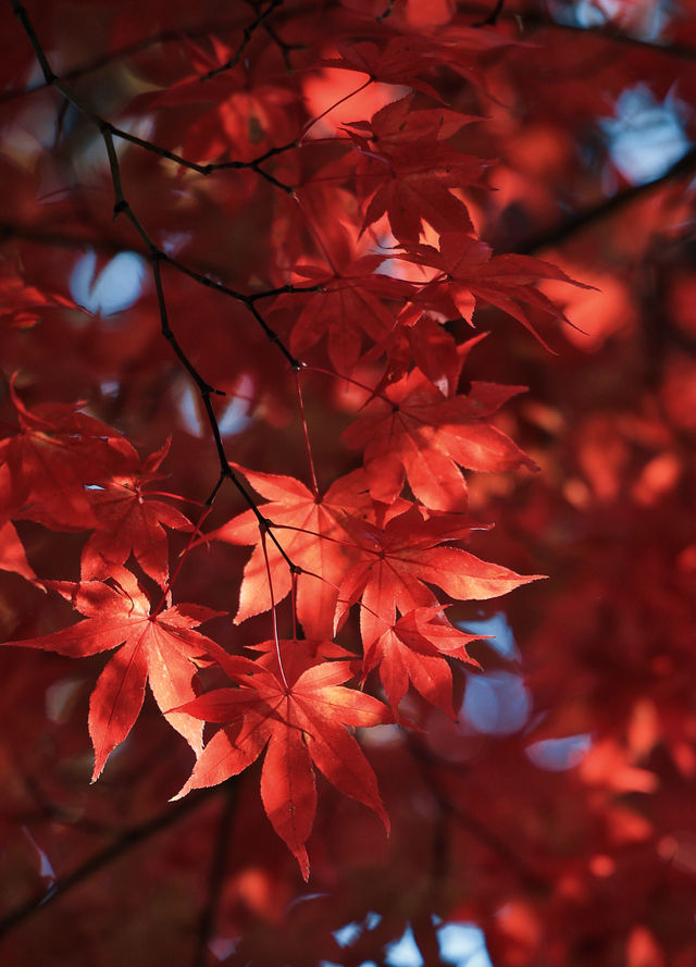 日本長野長圓寺 血紅的楓美極了。