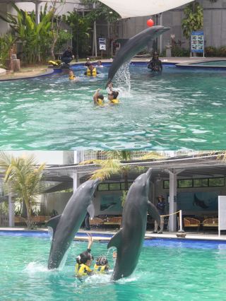 First time in Bali? Don't miss this hidden gem! BALIEXOTIC MARINE PARK  The "Dolphin Interaction